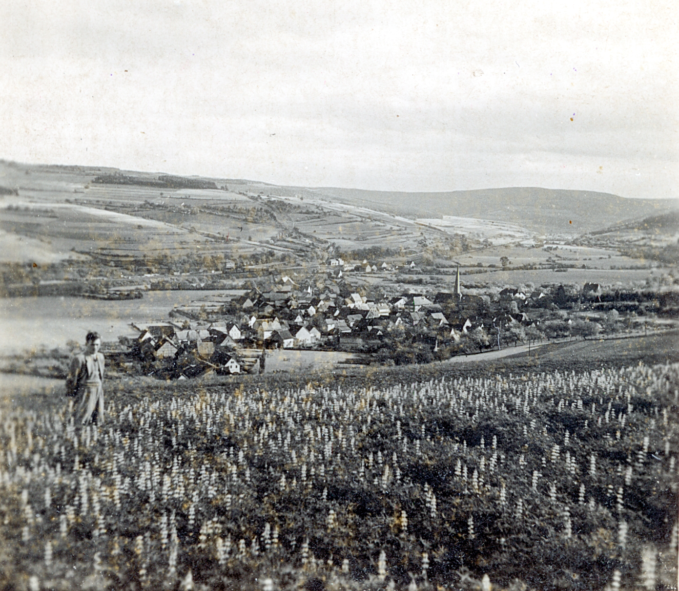 Ortsansicht mit Lupinen